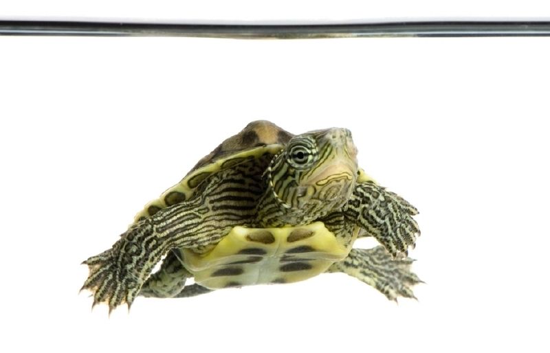 La venta de les tortugues marines està prohibida