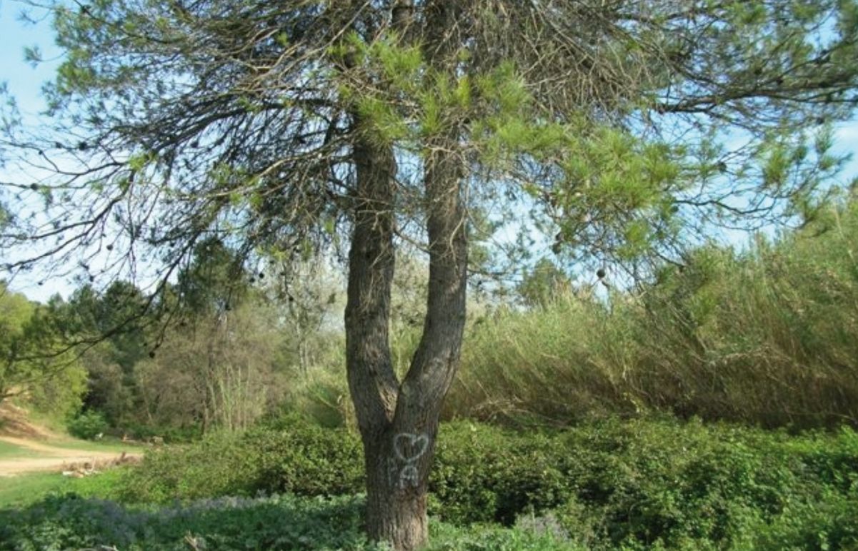FOTO: Jordi Roca i Josep Castellví