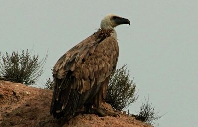 s una de les aus més grans del nostre país (arriba als dos metres i mig denvergadura alar)