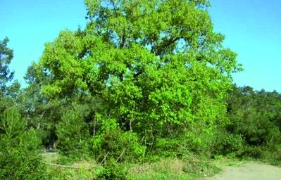 Aquests roures situats a la ctra. de la Rabassada tenen una altitud de 347 metres