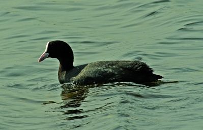 Fulica atra és una espècie tímida i principalment herbívora