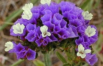 Es desenvolupa sense problemes en tot tipus de terres però lafecten molt els terrenys massa humits