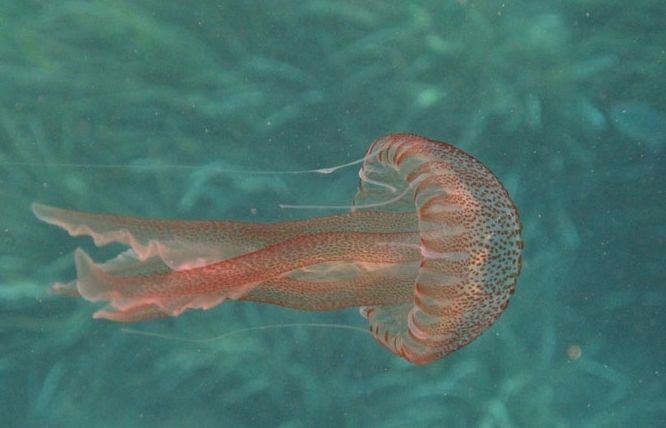 Pelagia noctiluca és un tipus de medusa que arriva a les platges catalanes en grans quantitats. FOTO: Cedida