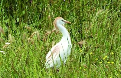 Lesplugabous Bubulcus ibis habita principalment en ambients humis