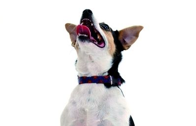 Els que practiquen el Ball amb el gos diuen que es diverteixen molt