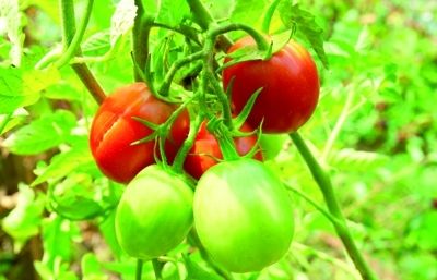 Les llavors shan de sembrar els dies de temps suau però eviteu la pluja