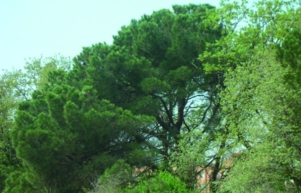 L'altitud d'aquest arbre és de 101 metres