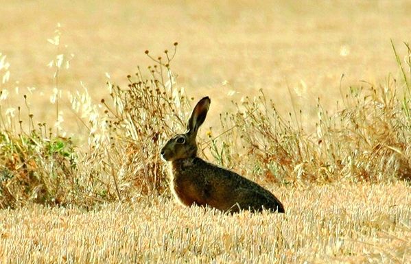 La llebre lepus europaeus fa servir el mimetisme del seu color de pèl per passar desapercebuda