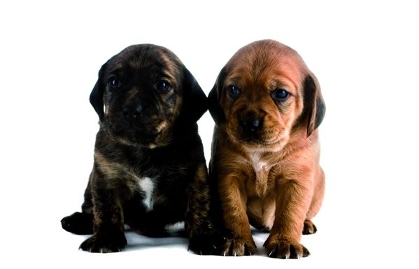 "Vaig posar-me a riure davant de tanta bajanada". FOTO: Arxiu