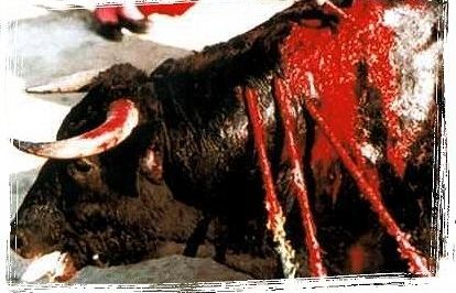 Demanen no emetre les curses de braus. FOTO: Cedida