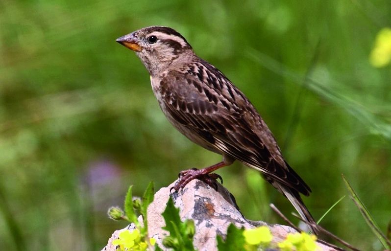 El pardal roquer Petronia petronia viu durant tot l'any al nostre país