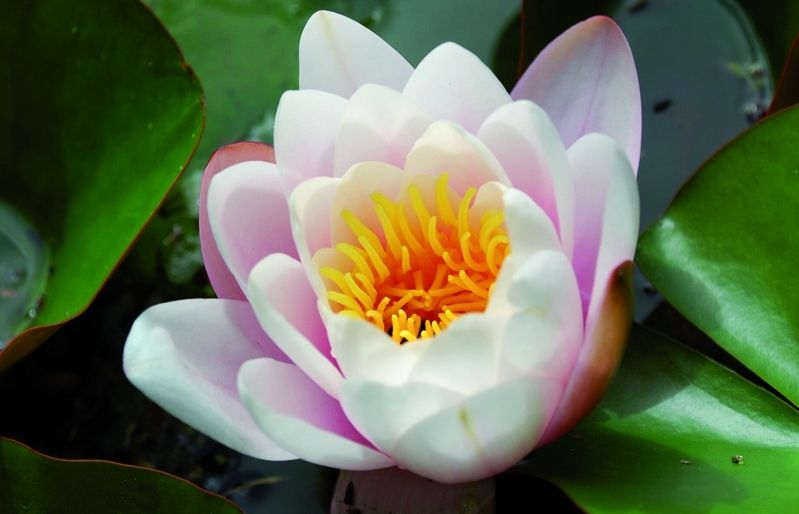 Les plantes aquatiques més preuades són les que tenen una part submergida i una altra daèria