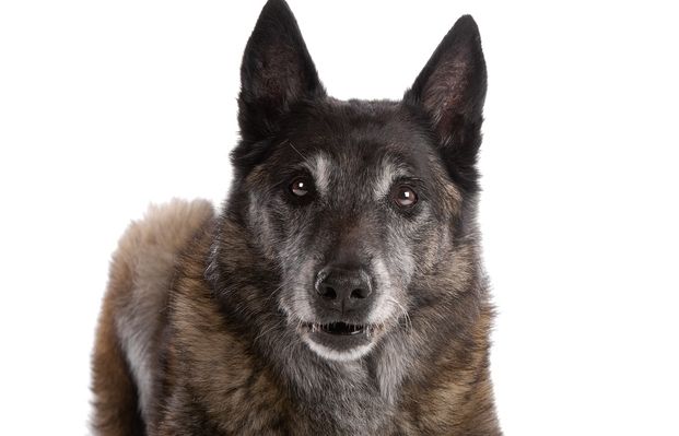 No només la genètica influeix en l'envelliment dels gossos, també l'alimentació i el ritme de vida que han portat