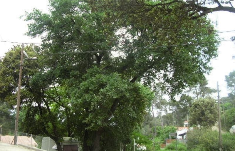 Perímetre del tronc a 1 m d'aquest arbre és de 1,6 metres