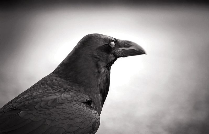 Lobservació és fa des del turó de Magarola, indret privilegiat que es troba dins la ruta coneguda com a via litoral de migració, cap a lÀfrica. FOTO: Artur Ribera