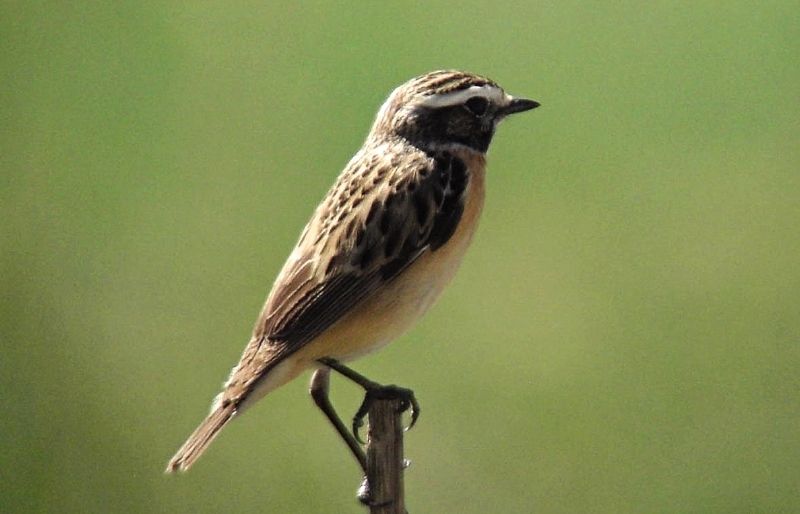Generalment, reposa al capdamunt de pals, branques i arbusts des don salimenta 