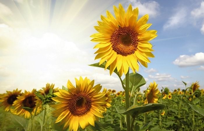 La varietat més comuna és el gira-sol groc anomenat Helianthus