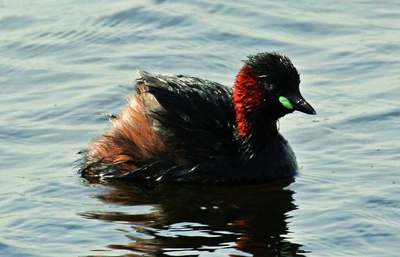 El cabusset Tachybaptus ruficollis té unes dimensions reduïdes i el costum de cabussar-se quan se sent amenaçat