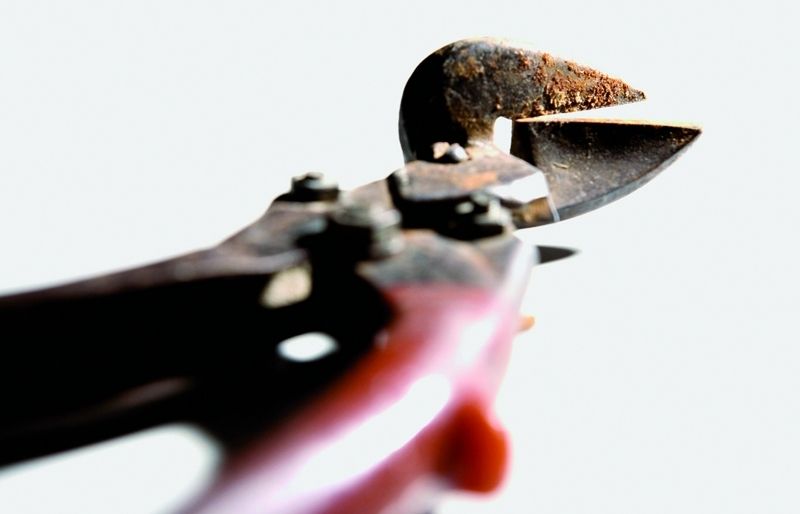 Segons l'època de floració de l'arbust es millor podar-lo en diferents moments