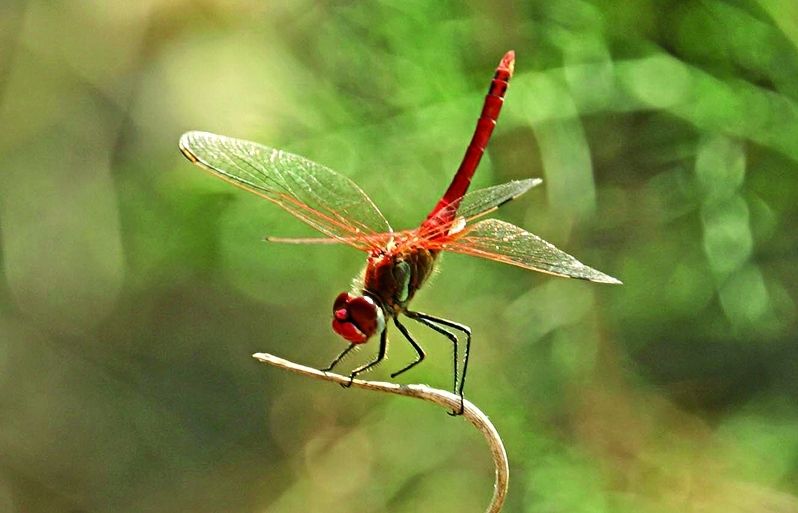 Els èsnids són insectes que comunament anomenem espiadimonis, cavallets del diable, damisel·les o cavallets de Sant Martí
