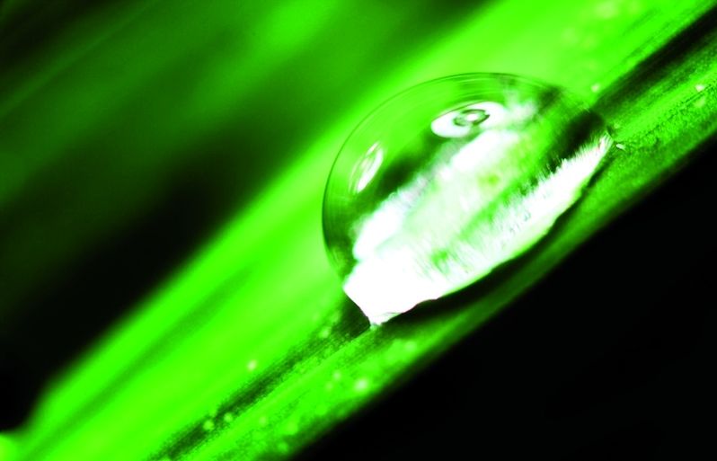 Les plantes vivaces viuen durant més de dos anys i poden sobreviure a lhivern.