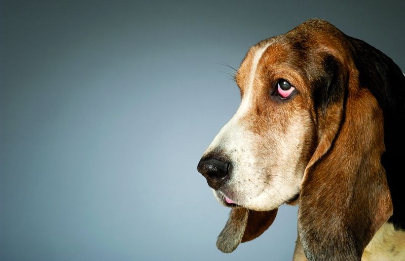 Els que tenen un animal experimenten major felicitat i menor soledat 