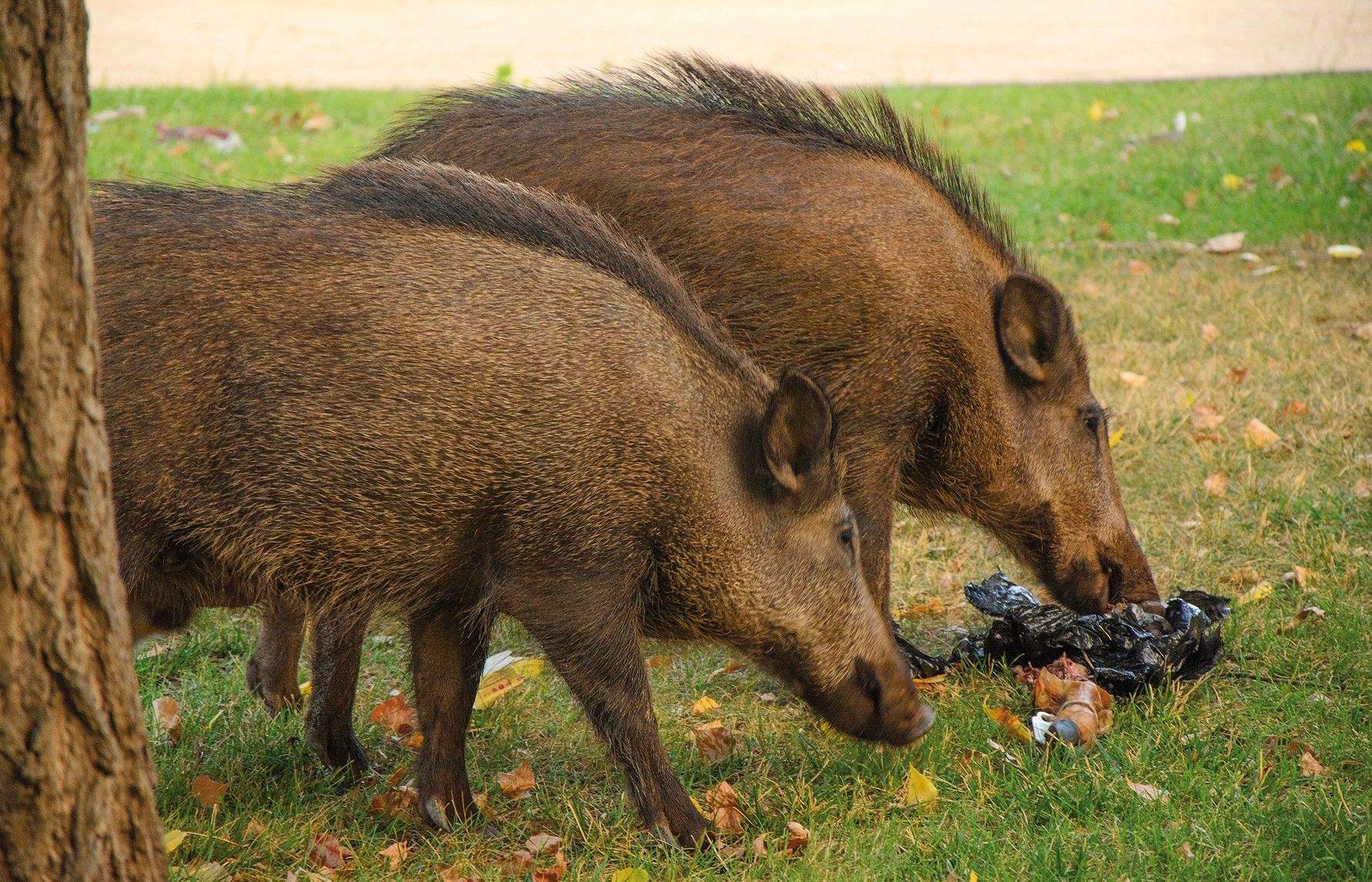 FOTO:  José Luis Escandon
