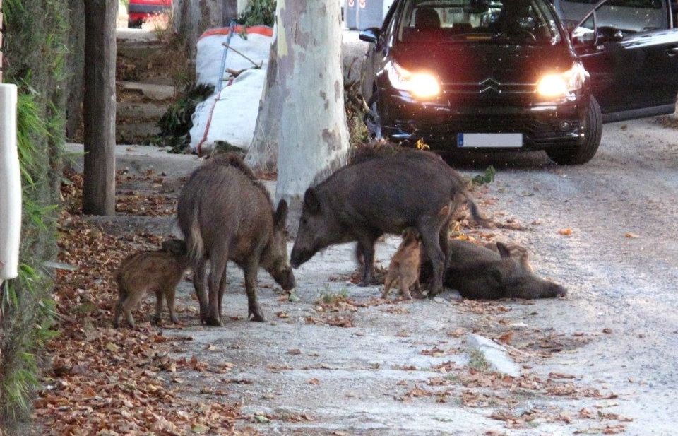Aquesta imatge cada cop és més freqüent. FOTO: Cedida