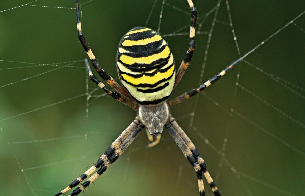 Aquesta aranya és molt important per a lecosistema