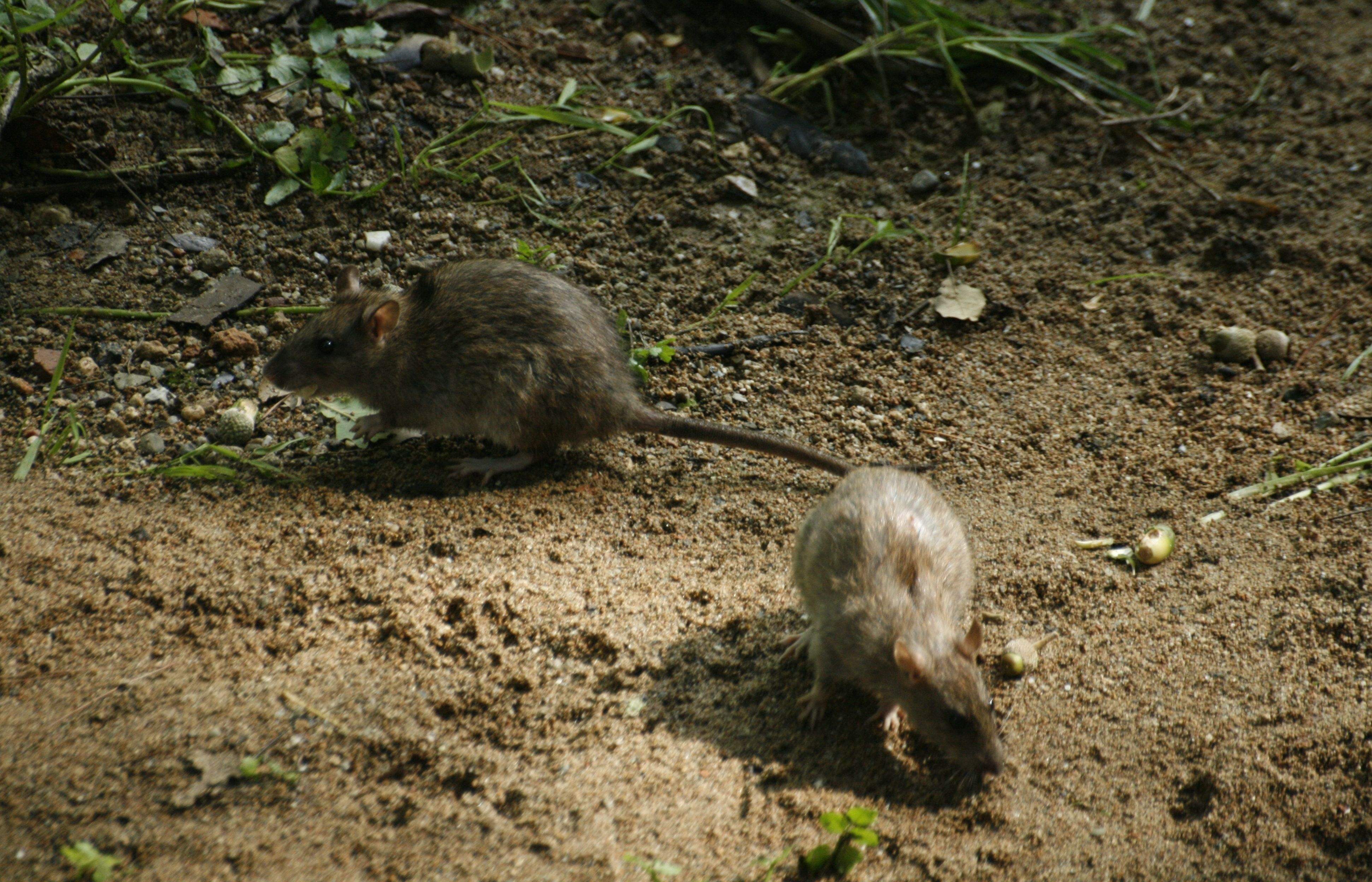 Un parell de rates a la riera del Torrent de Ferrussons. FOTO: C. Alonso
