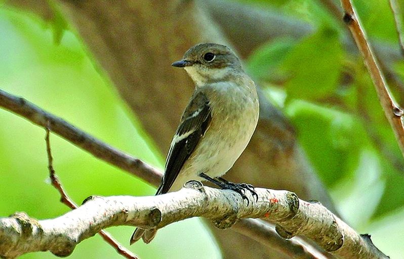 Se'l pot veure més durant l'epoca de migració