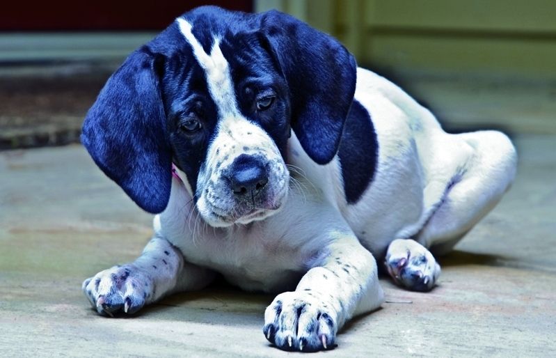 És un gos apte per a una família amb nens