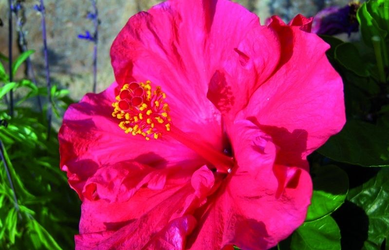 Aquesta planta pot abastar 3 metres d'altura