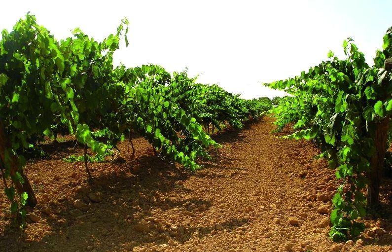 La fil·loxera va afectar el nostre país lúltim quart del s. xix