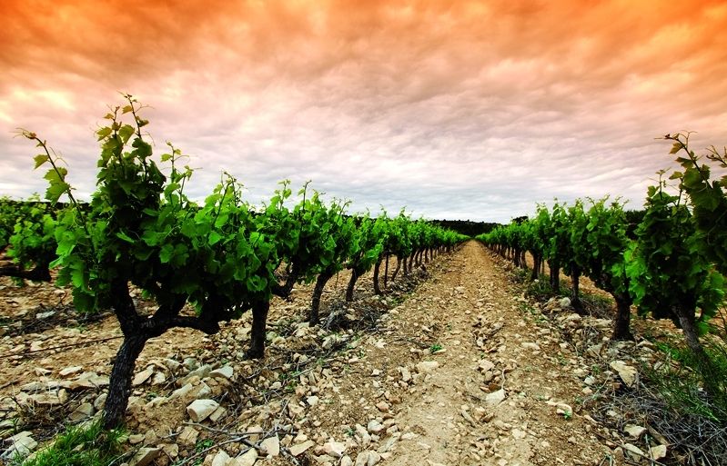 Molt vinyataires van regar les seves plantacions amb productes químics