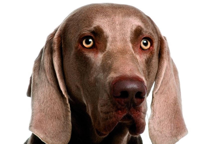 Descobreix què ofereix Pets Place