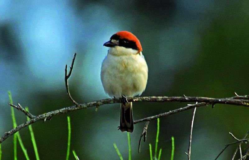 Aquest ocell empala les seves preses