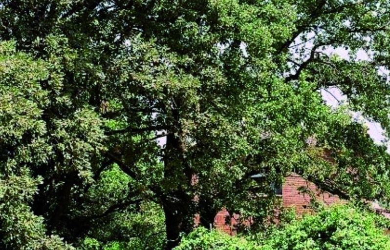 FOTO: Jordi Roca i Josep Castellví