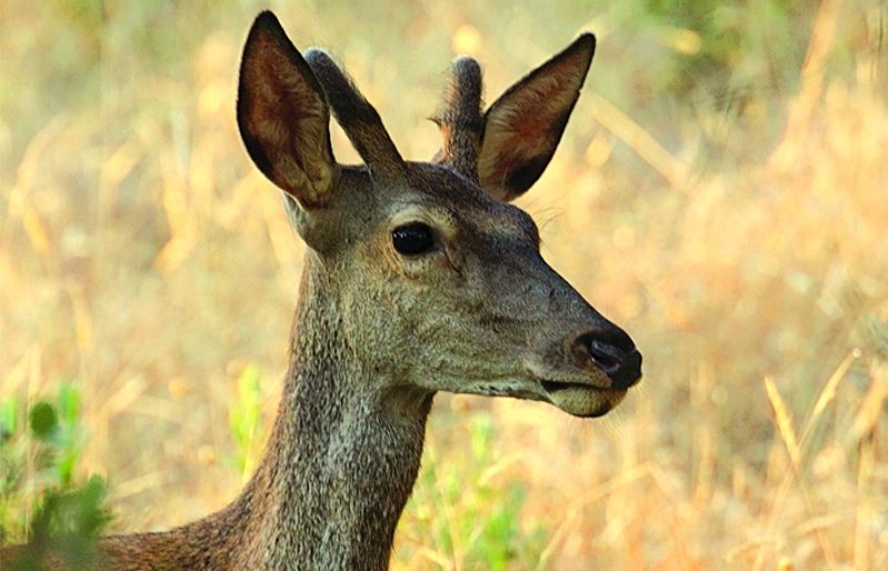 Les banyes dels cérvols es renoven cada any