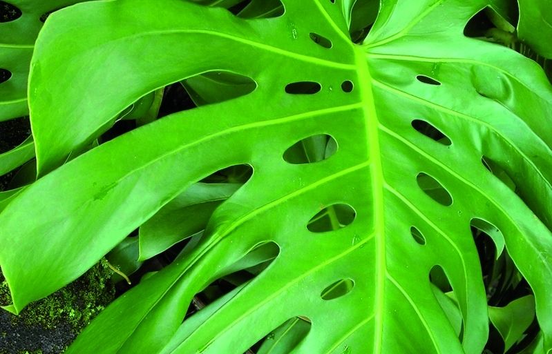 Algunes vegades aquesta planta pot produir fruits comestibles