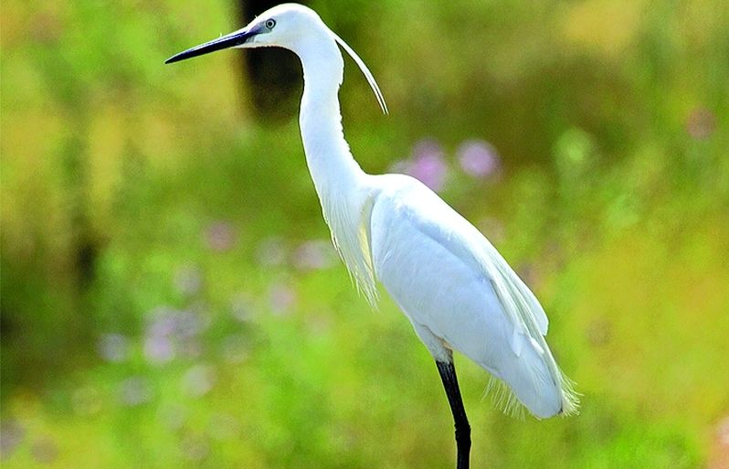 Aquest ocell gairebé es va estingir al segle XIX