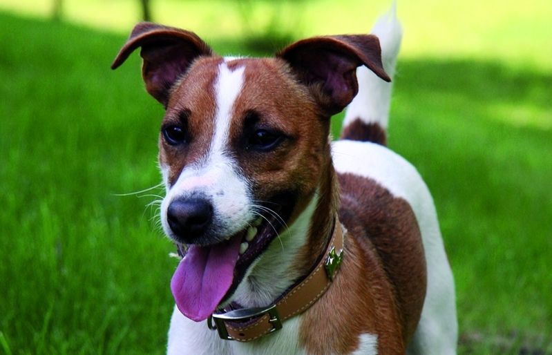 Aquesta raça de gos es va crear per a la caça i necessita molt d'exercici