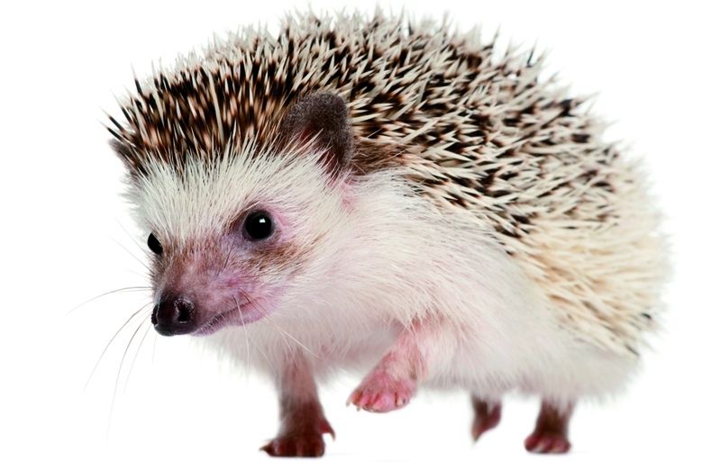 Hi ha aliments perjudicials per als eriçons