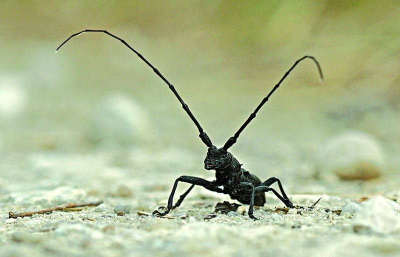 És una espècie protegida