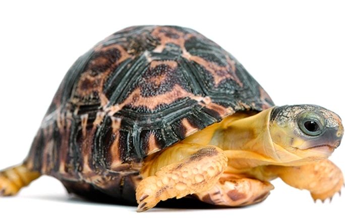 Una tortuga sana té la closca sense deformacions