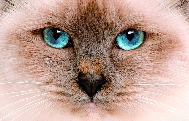 Els gats muden el pelatge a l'estiu i la tardor