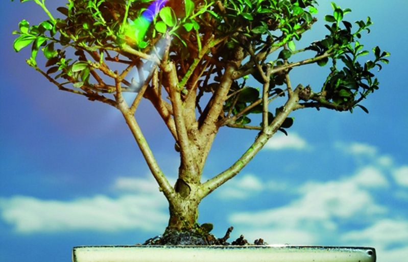 No tots els ficus es poden convertir en bonsais