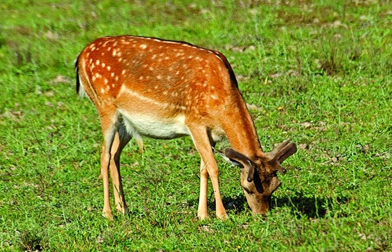 Aquest parent dels cèrvols és força comú a Catalunya
