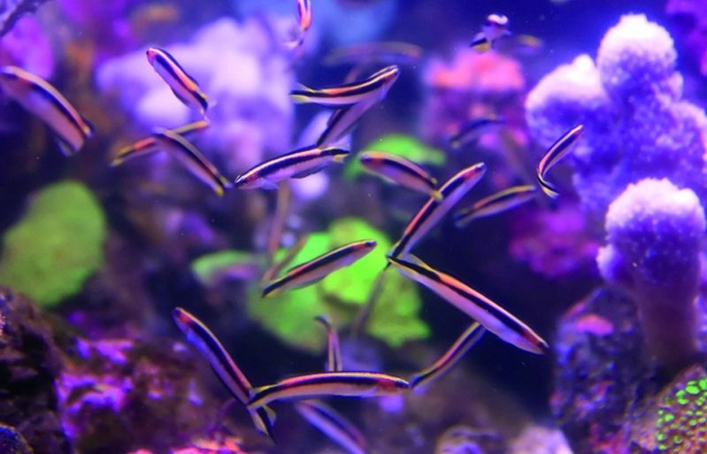 Les restes de menjar poden alterar la qualitat de l'aigua