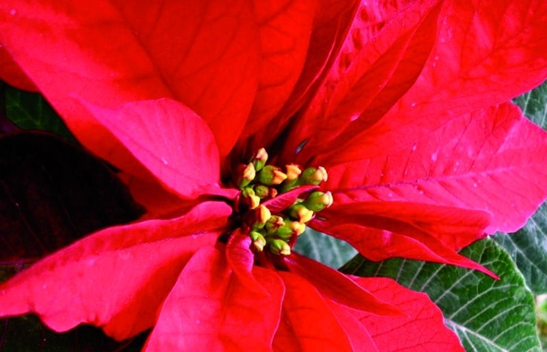 La flor de Pasqual necessita regs abundants